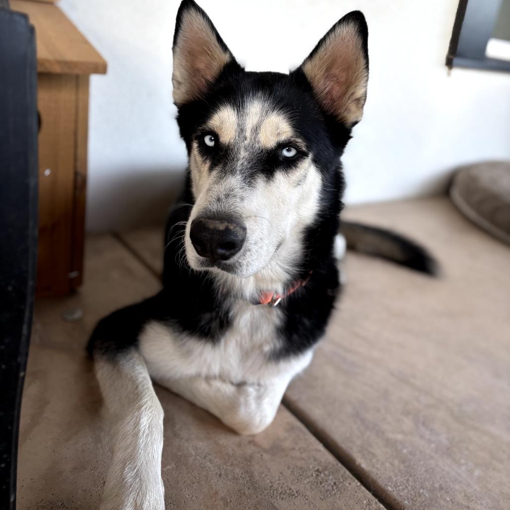 Enlarge Percy, a Adoptable mixed breed in Melrose, FL image 6/6