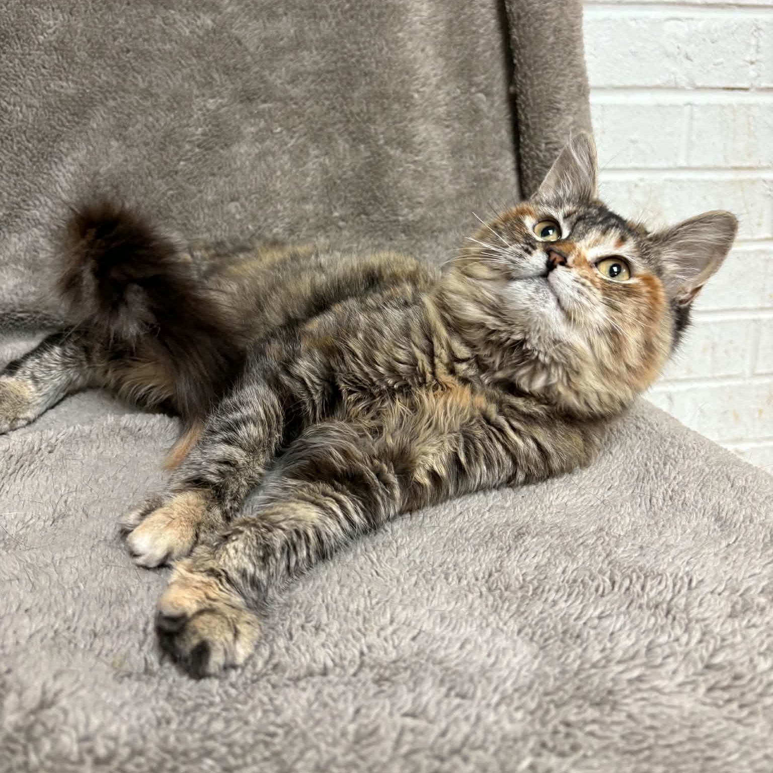 Enlarge Alycone, a Adopted Domestic Medium Hair in Waterloo, IA image 2/5