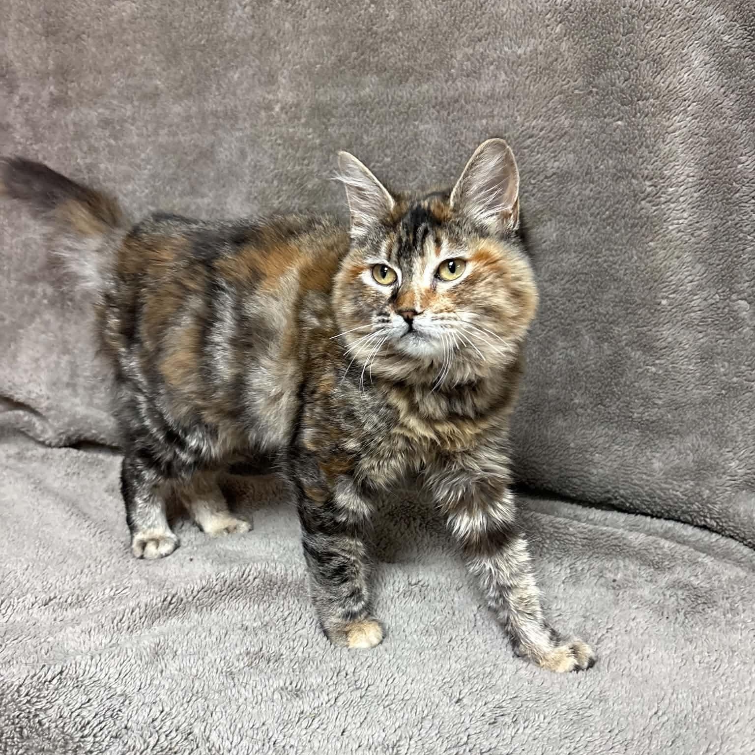 Enlarge Alycone, a Adopted Domestic Medium Hair in Waterloo, IA image 5/5