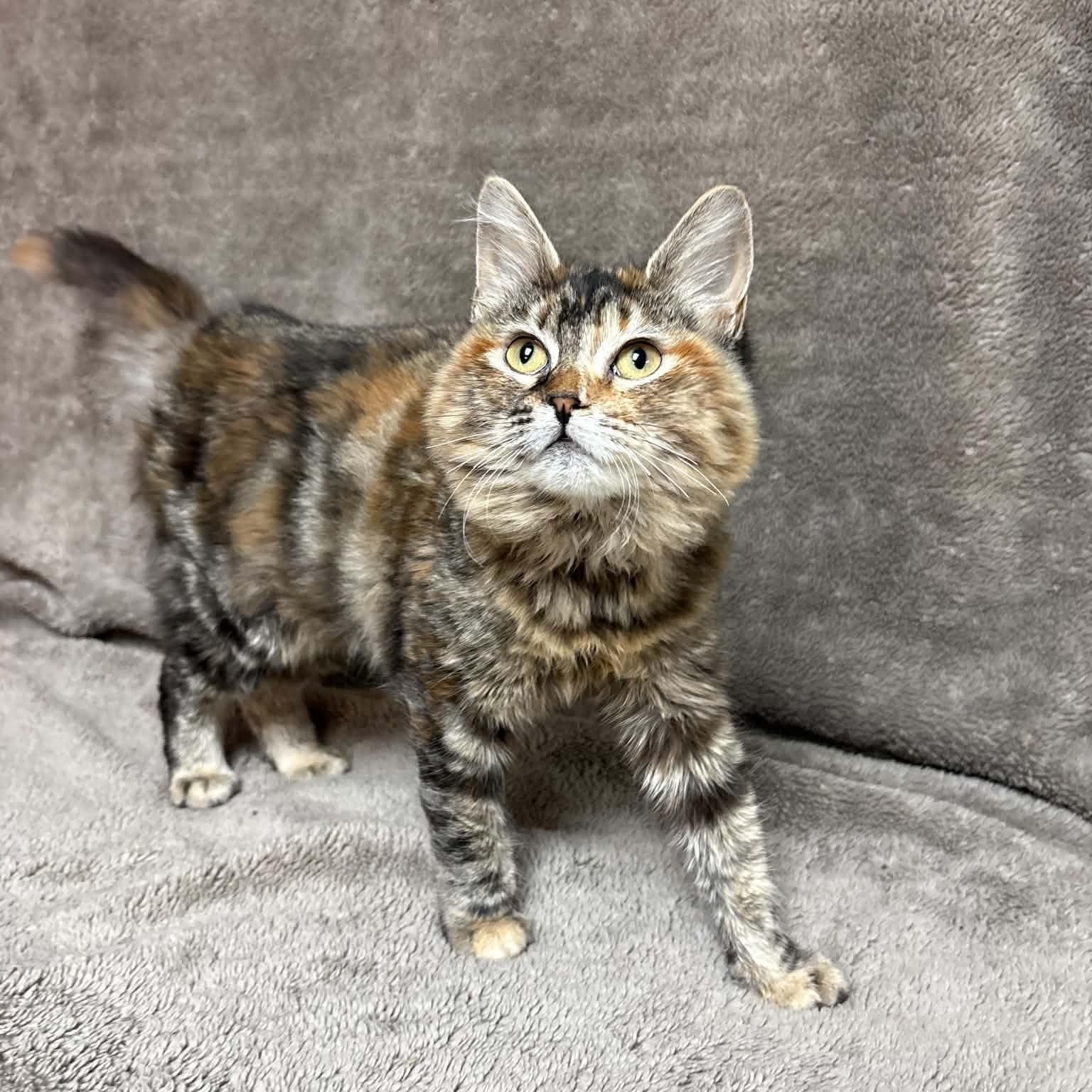 Enlarge Alycone, a Adopted Domestic Medium Hair in Waterloo, IA image 4/5