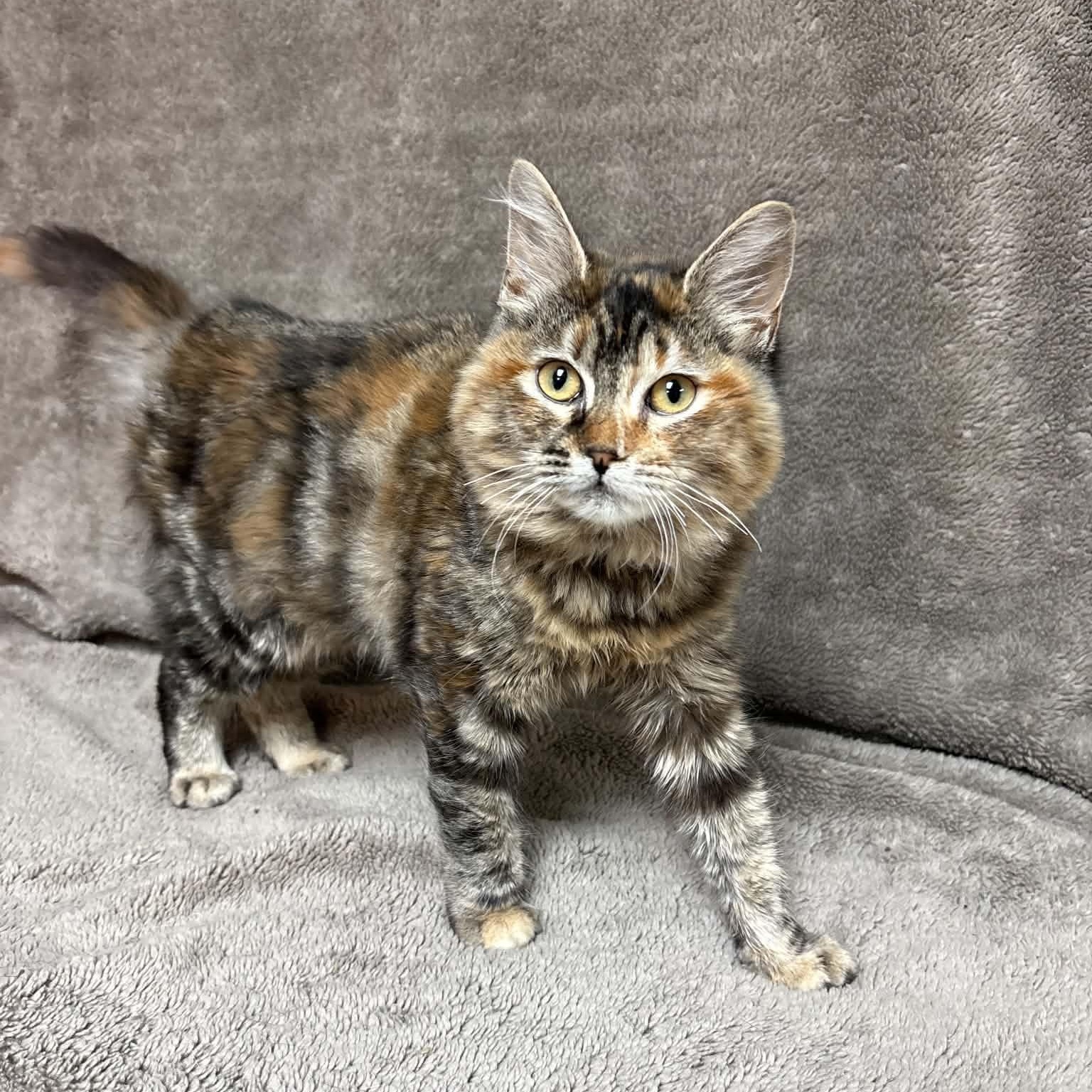 Alycone, Adopted, Young Female Domestic Medium Hair.