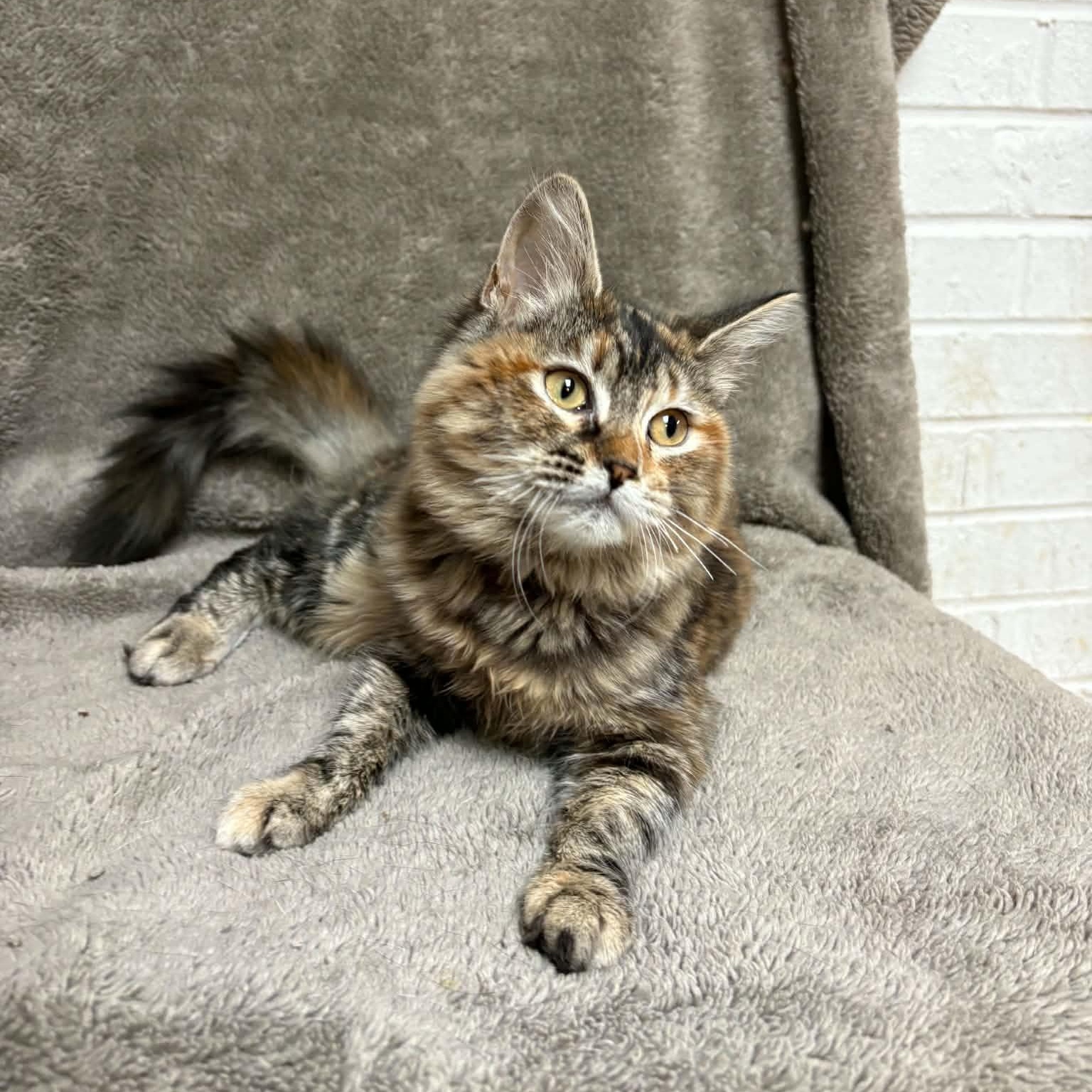 Enlarge Alycone, a Adopted Domestic Medium Hair in Waterloo, IA image 3/5