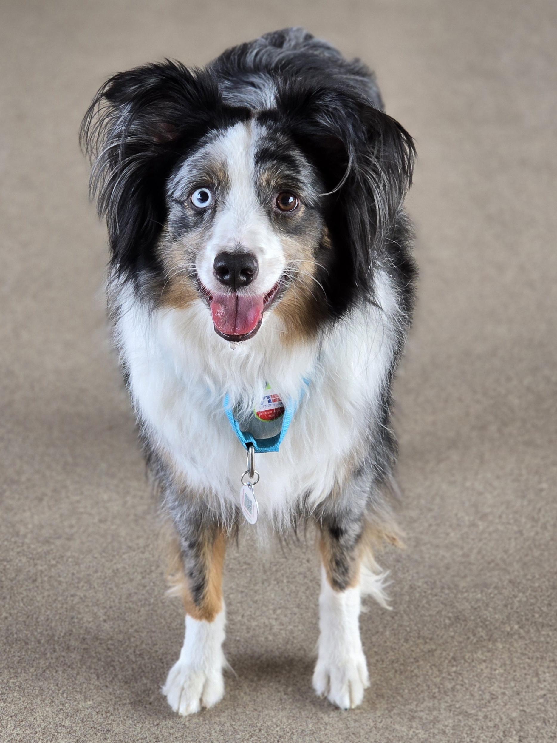 Louie, an adoptable mixed breed in Allen, TX image 4/4