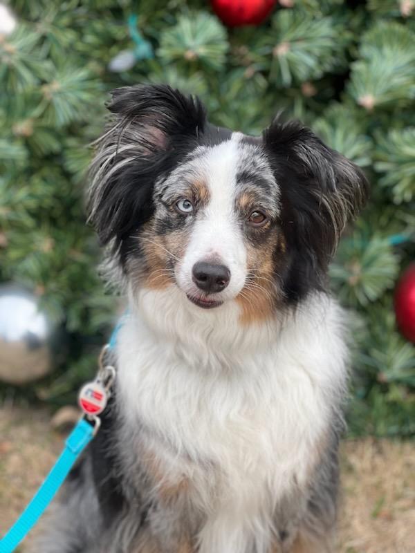 Louie, an adoptable mixed breed in Allen, TX image 1/4