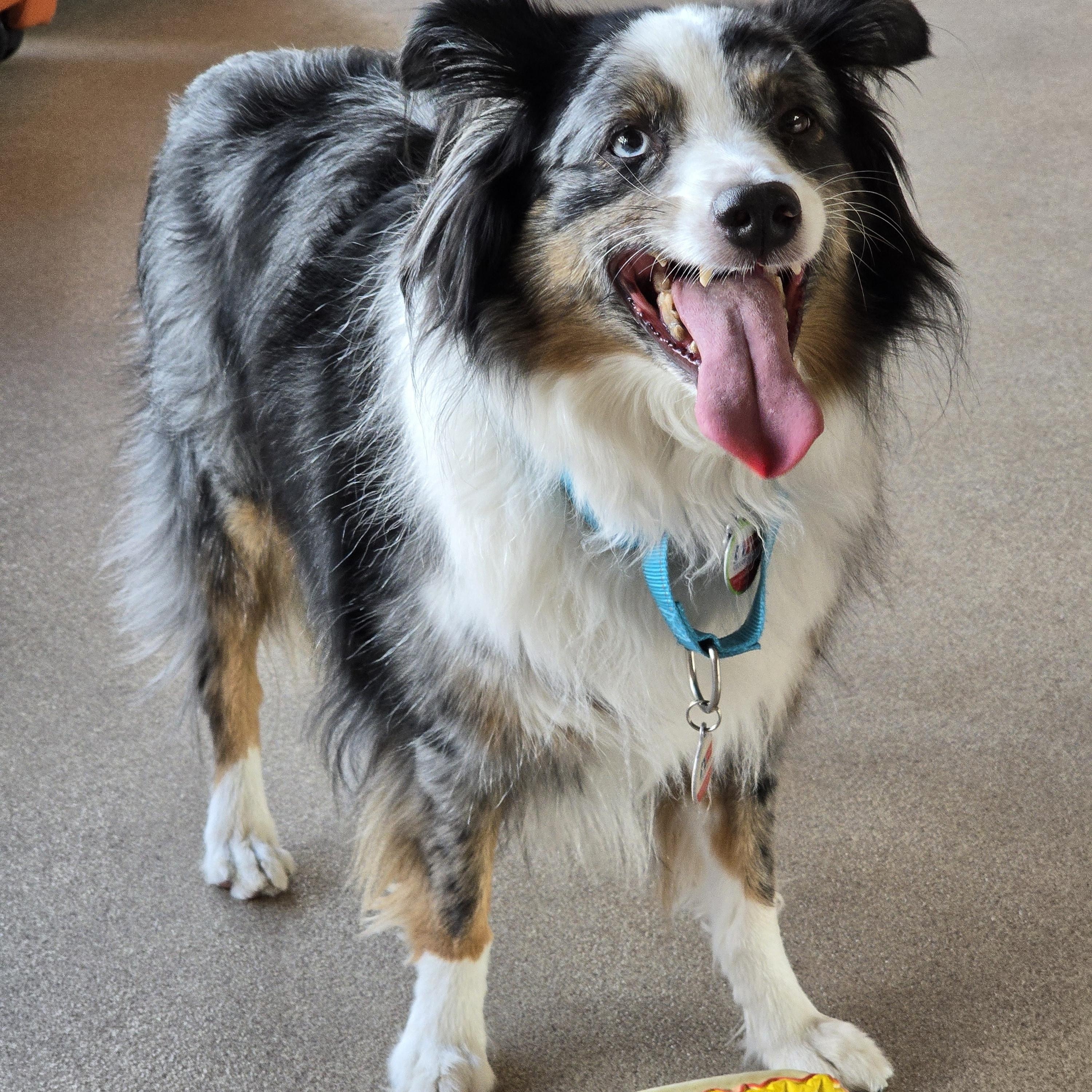 Louie, an adoptable mixed breed in Allen, TX image 2/4