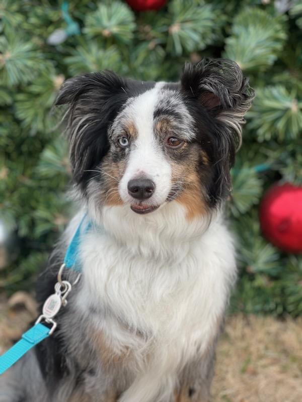 Louie, an adoptable mixed breed in Allen, TX image 3/4