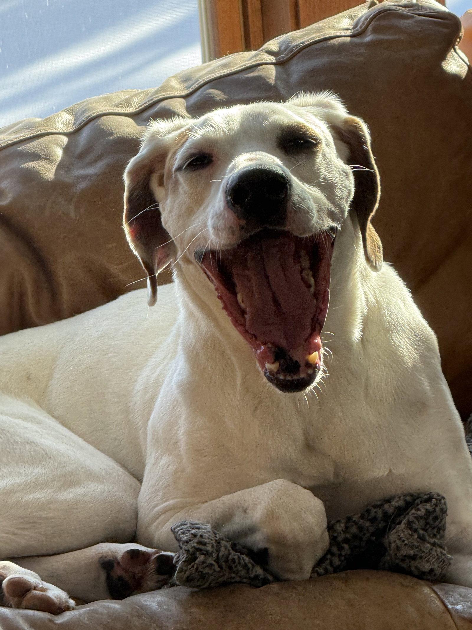 Krypto, Adopted, Adult Male Coonhound.