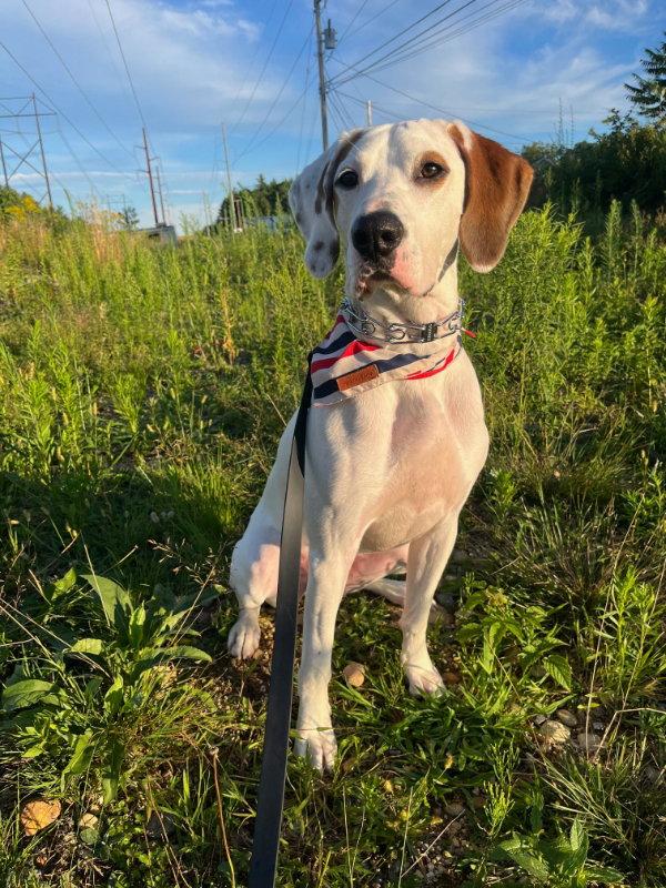Krypto, a Adopted Coonhound in East Derry, NH image 2/3