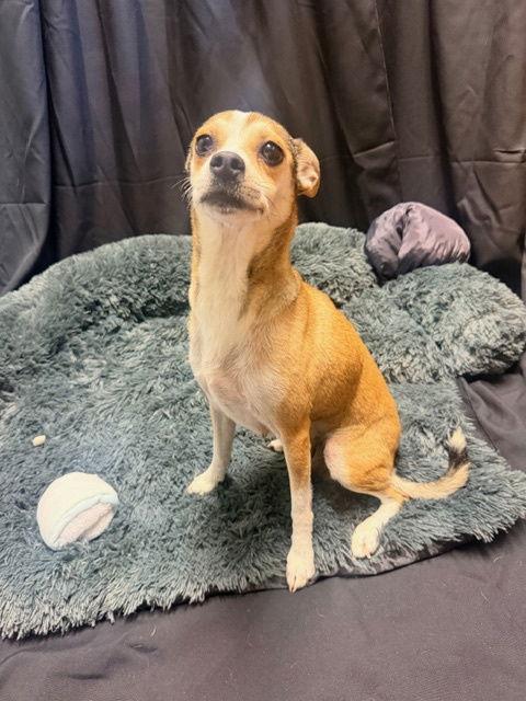 Sutton, Adopted, Adult Female Feist.