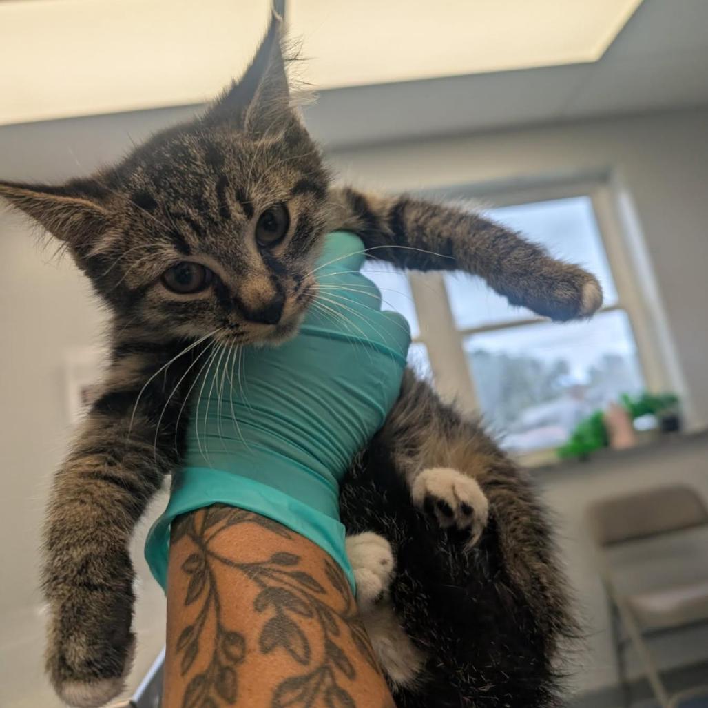 Roquefort, Adoptable, Kitten Female Domestic Short Hair.