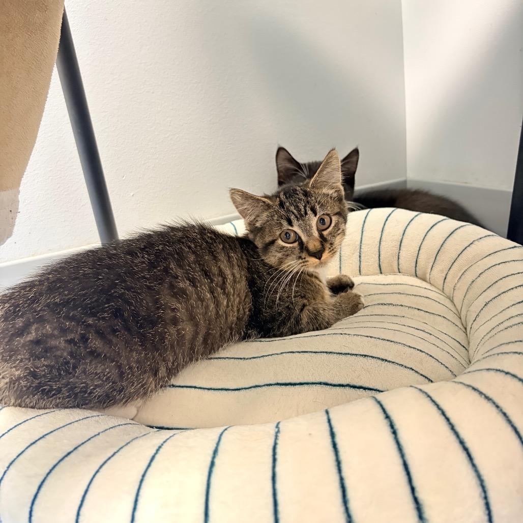 Enlarge Roquefort, a Adoptable Domestic Short Hair in Watertown, NY image 2/2