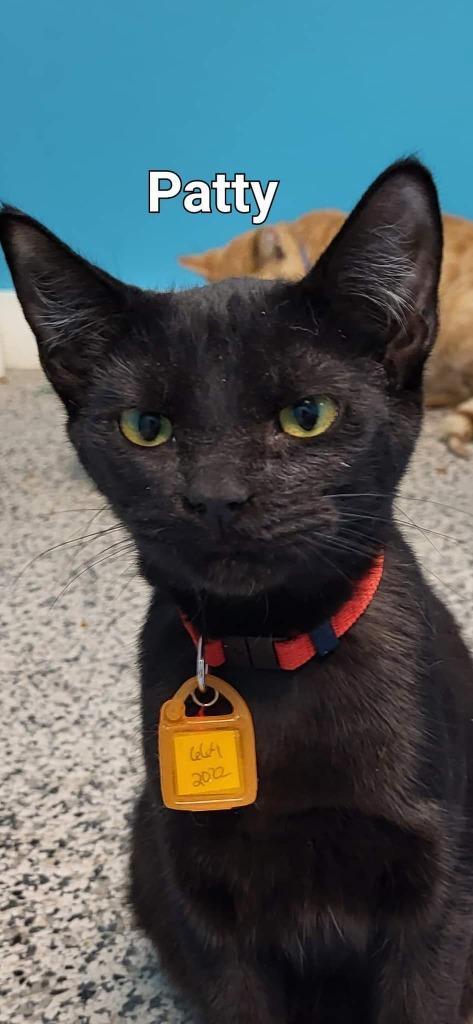 Enlarge Patty, a Adoptable Domestic Short Hair in Kendallville, IN image 1/1
