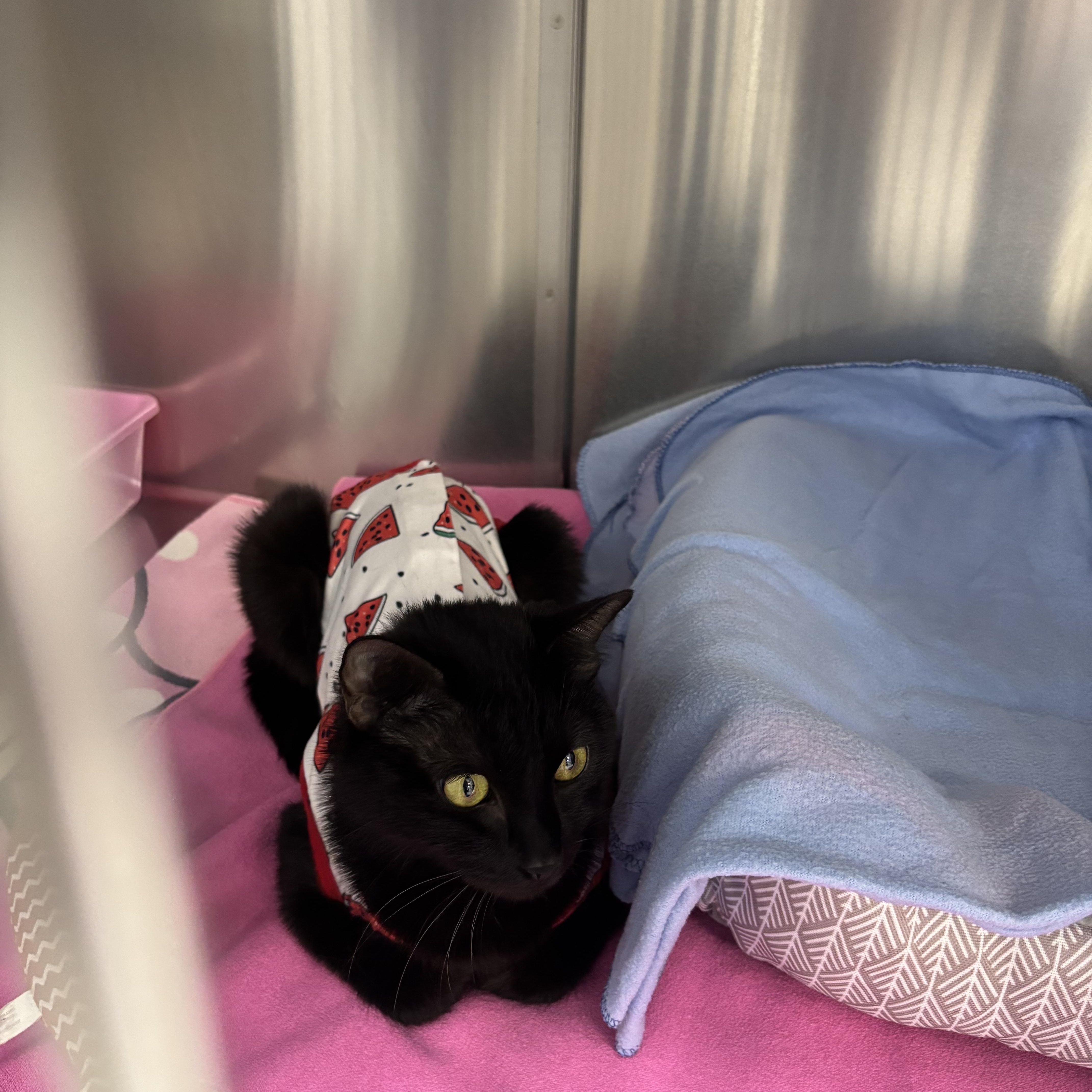 Enlarge Rosa - SLEEK PANTHER WITH LOVE TO SHARE, a ADOPTABLE Domestic Short Hair in Bristow, VA image 2/3