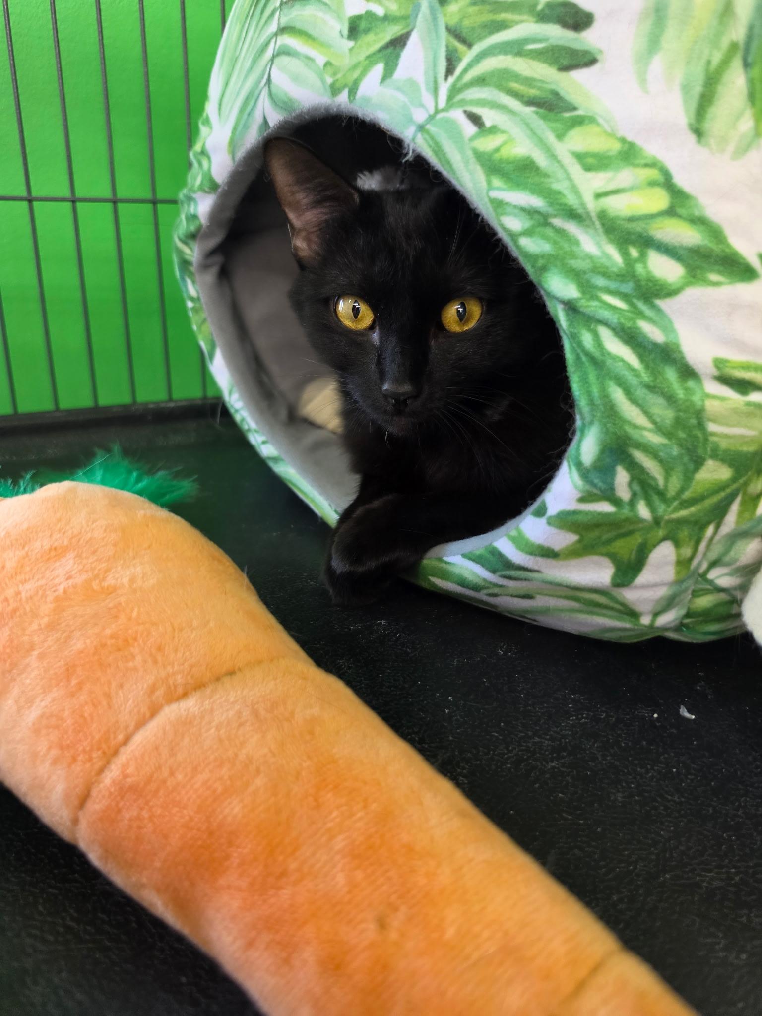Enlarge Rosa - SLEEK PANTHER WITH LOVE TO SHARE, a ADOPTABLE Domestic Short Hair in Bristow, VA image 1/3