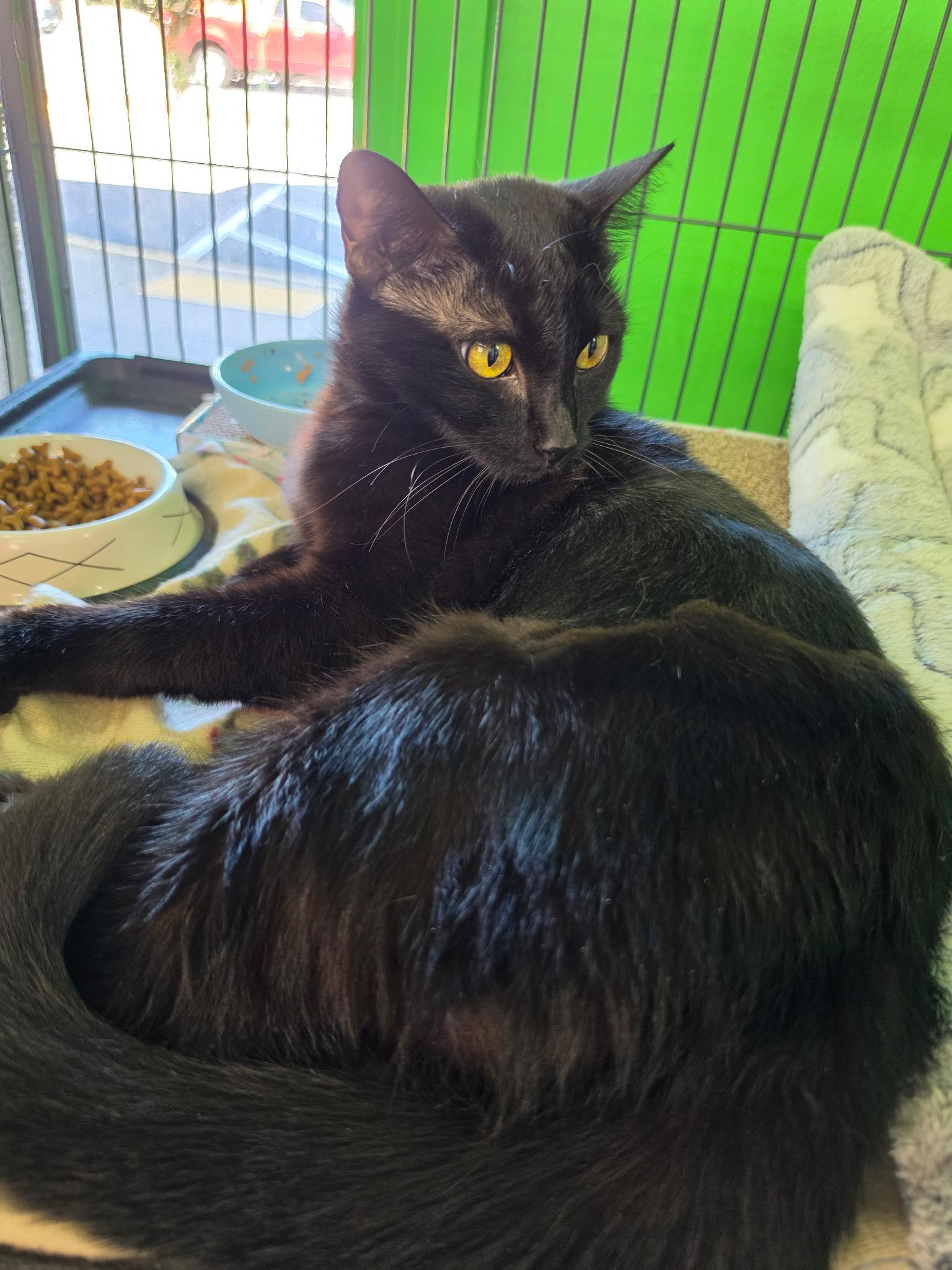 Enlarge Rosa - SLEEK PANTHER WITH LOVE TO SHARE, a ADOPTABLE Domestic Short Hair in Bristow, VA image 3/3