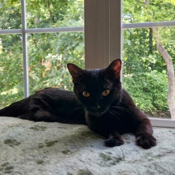 Rosa - SLEEK PANTHER WITH LOVE TO SHARE, ADOPTABLE, Adult Female Domestic Short Hair.