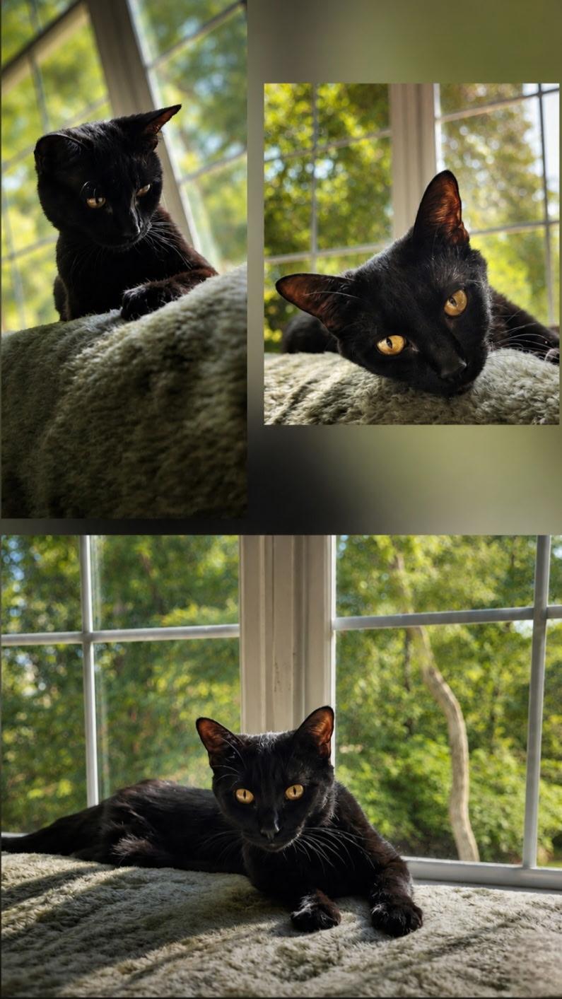 Rosa - SLEEK PANTHER WITH LOVE TO SHARE, a ADOPTABLE Domestic Short Hair in Bristow, VA image 2/6