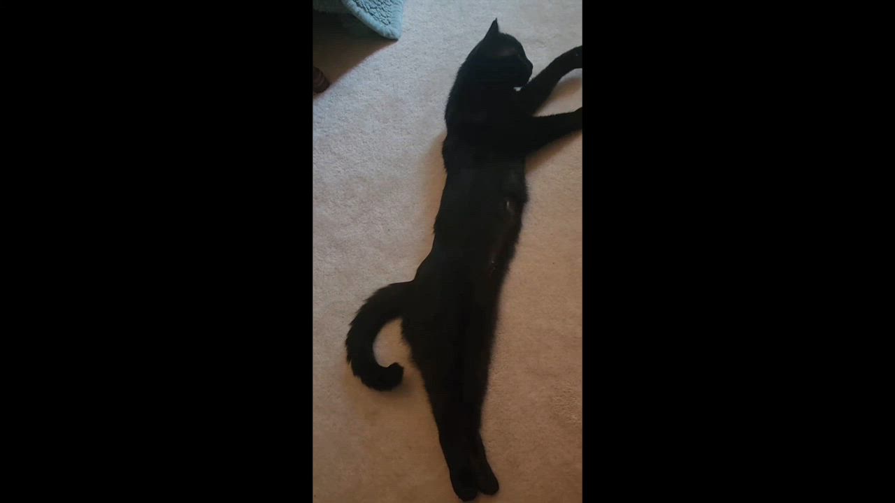 Enlarge Rosa - SLEEK PANTHER WITH LOVE TO SHARE, a ADOPTABLE Domestic Short Hair in Bristow, VA video 6/6
