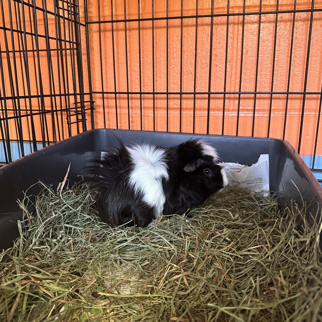 Oreo, Adoptable, Adult Male Guinea Pig.