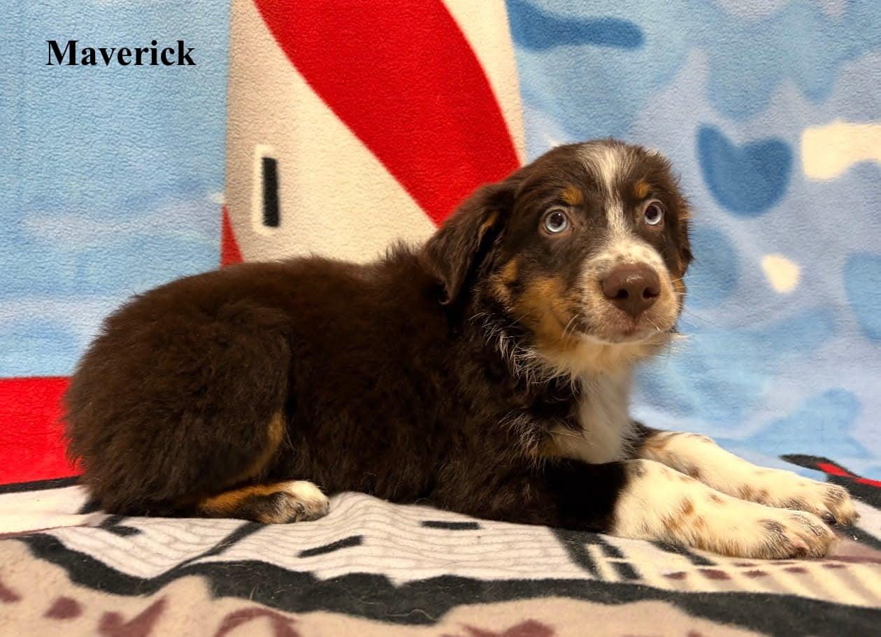 Enlarge Maverick, an adopted Australian Shepherd in Celina, OH image 5/6