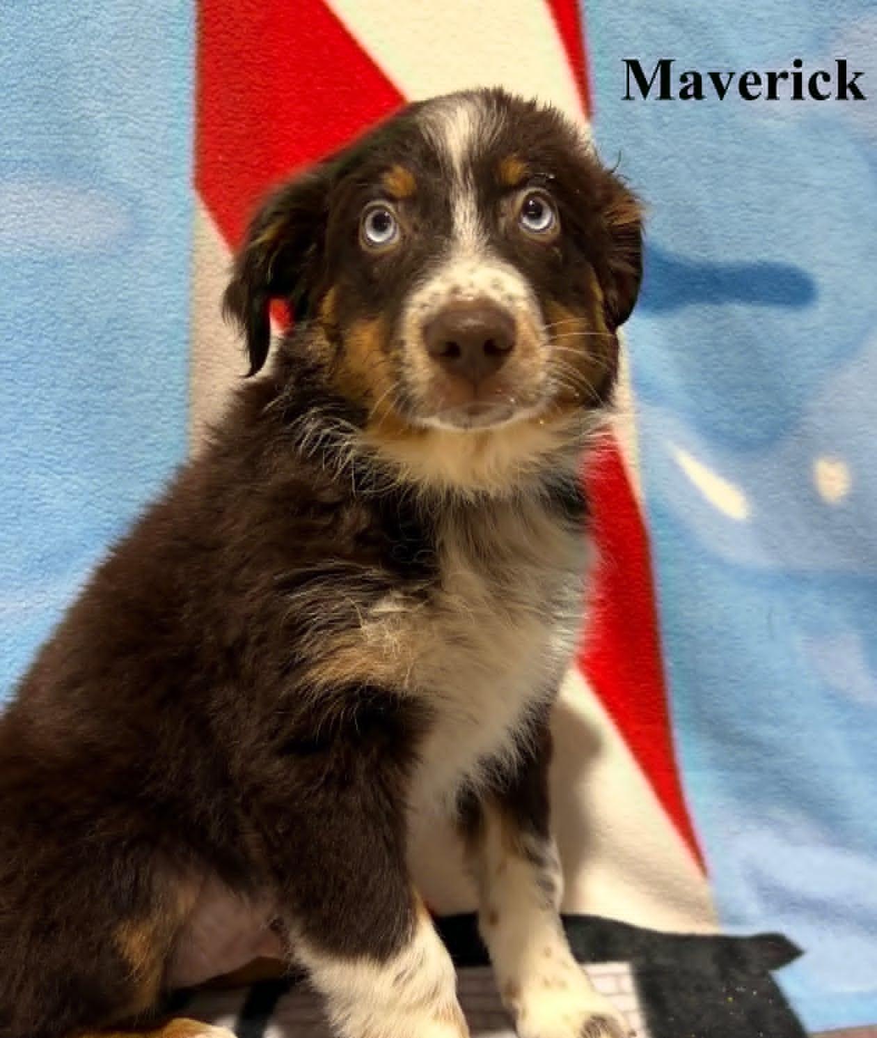 Enlarge Maverick, an adopted Australian Shepherd in Celina, OH image 1/6