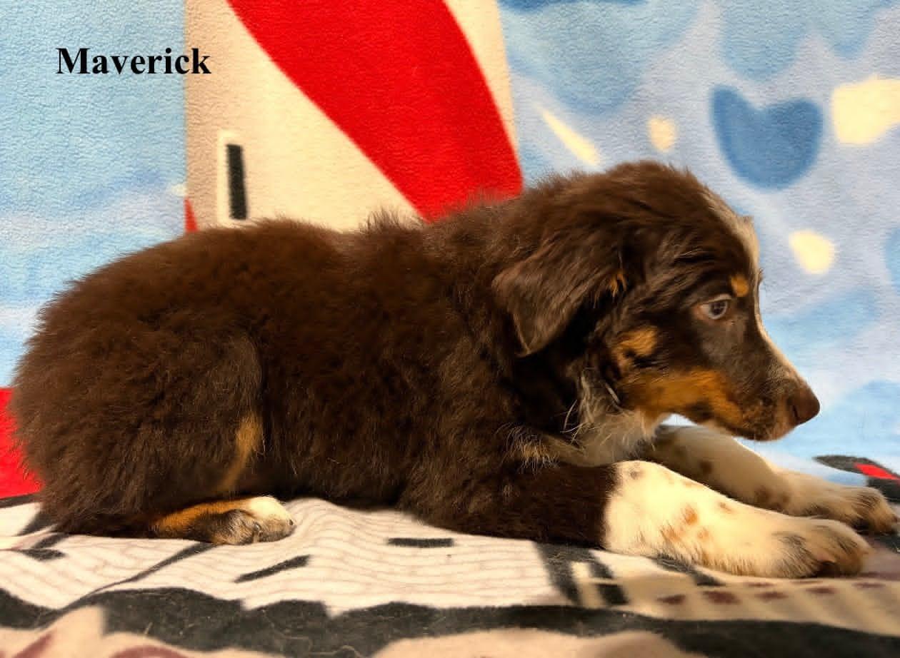Enlarge Maverick, an adopted Australian Shepherd in Celina, OH image 2/6