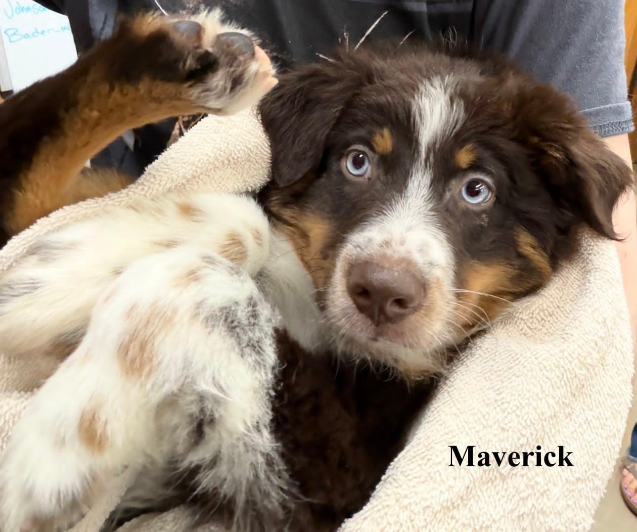 Enlarge Maverick, an adopted Australian Shepherd in Celina, OH image 6/6