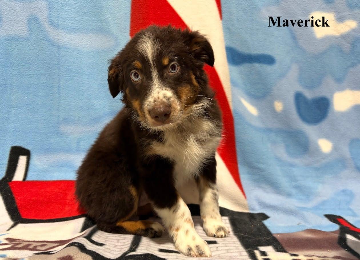 Enlarge Maverick, an adopted Australian Shepherd in Celina, OH image 3/6