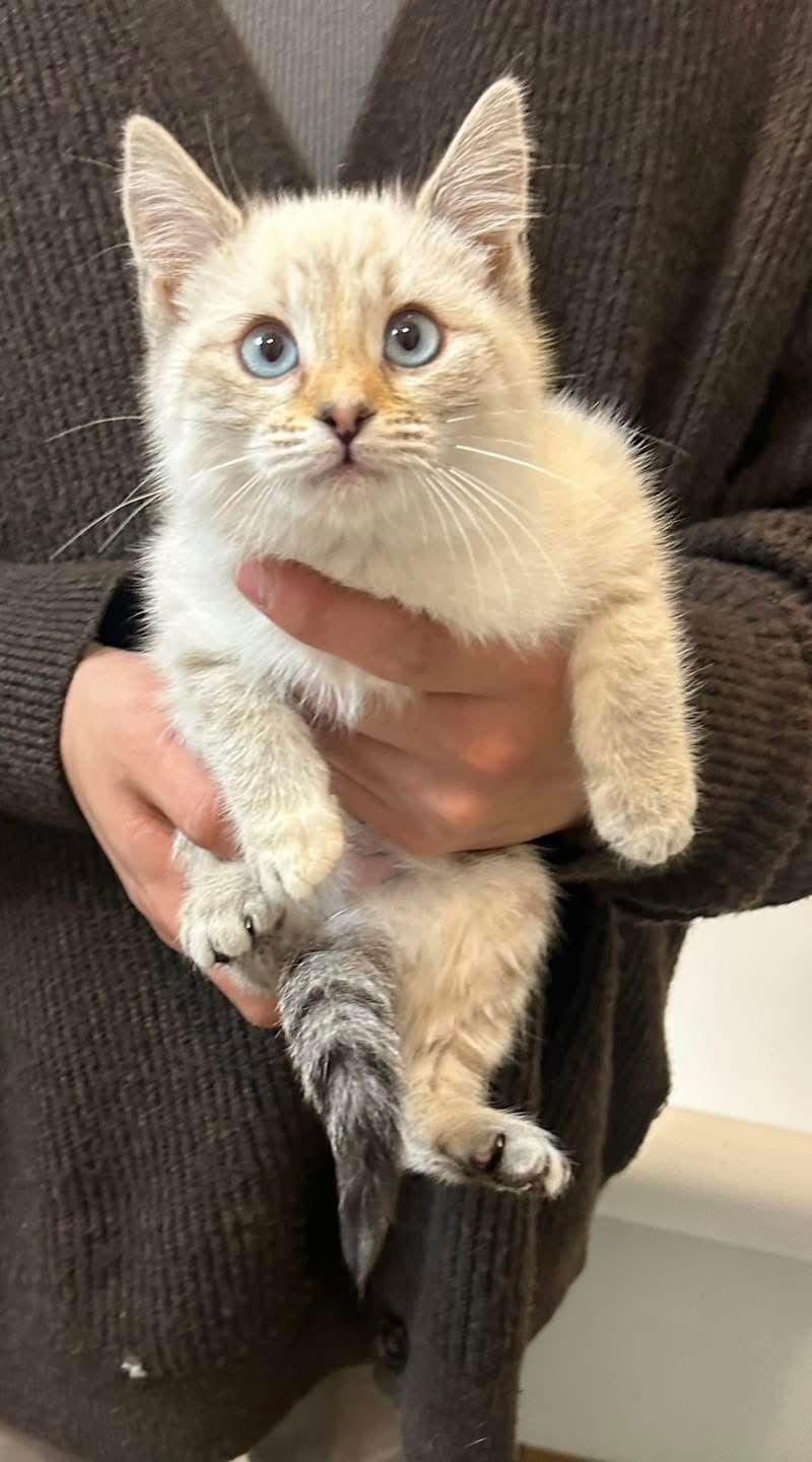 Marlo, a Adopted Siamese in Vacaville, CA image 1/2