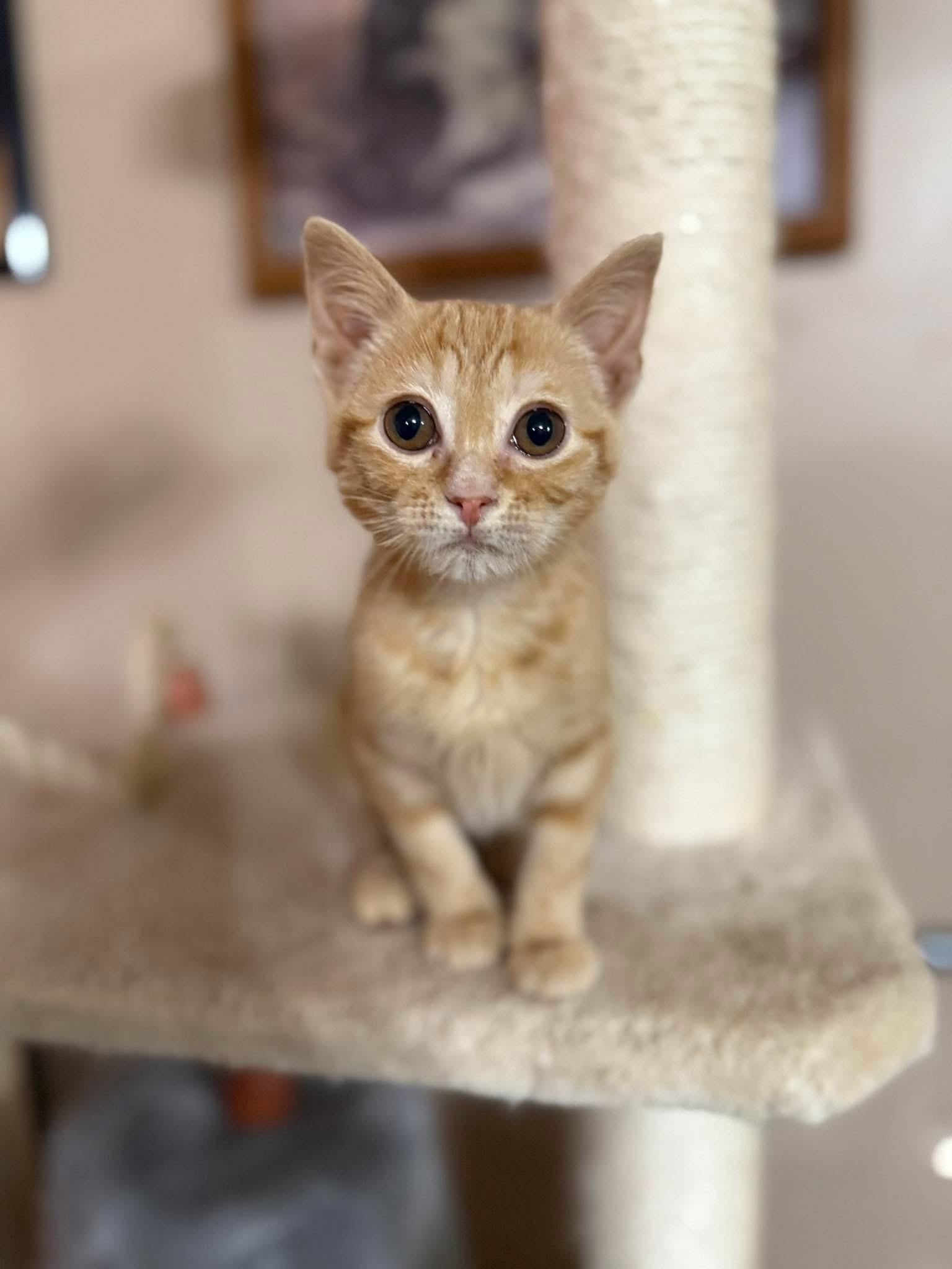 Magnolia, Adoptable, Kitten Female Domestic Medium Hair.