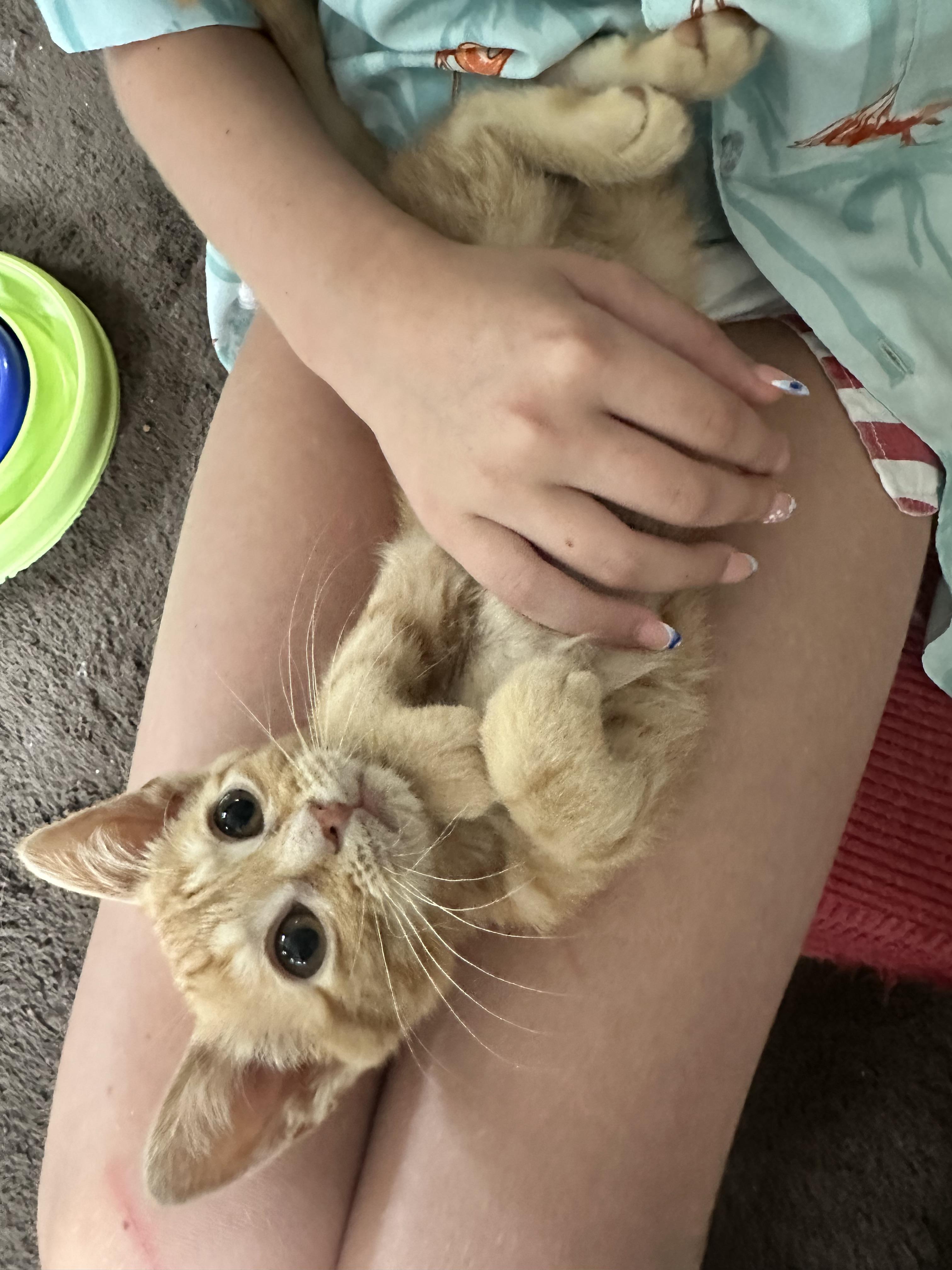 Enlarge Magnolia, a Adoptable Domestic Medium Hair in Ellington, MO image 4/6