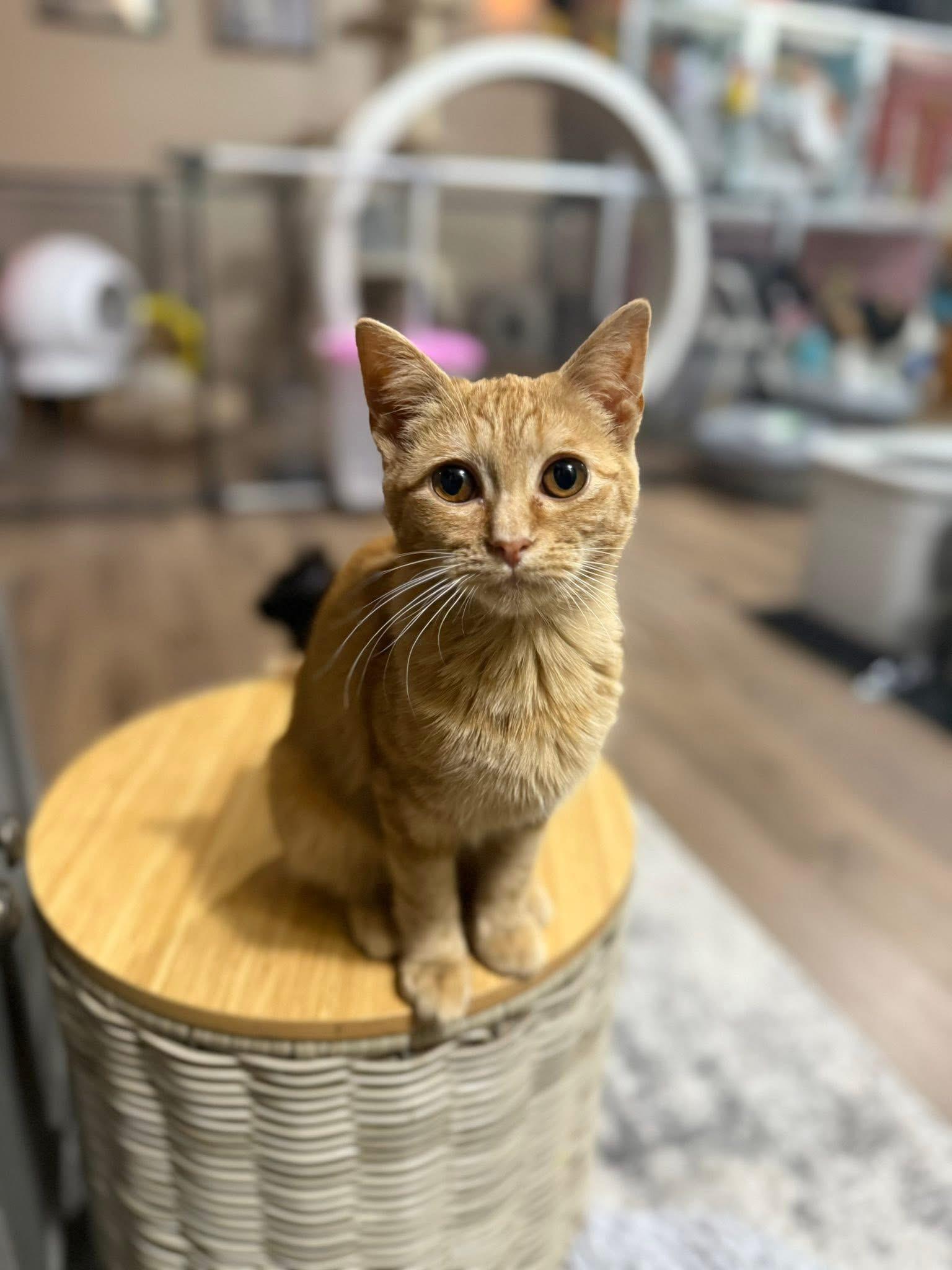 Enlarge Magnolia, a Adoptable Domestic Medium Hair in Ellington, MO image 3/6