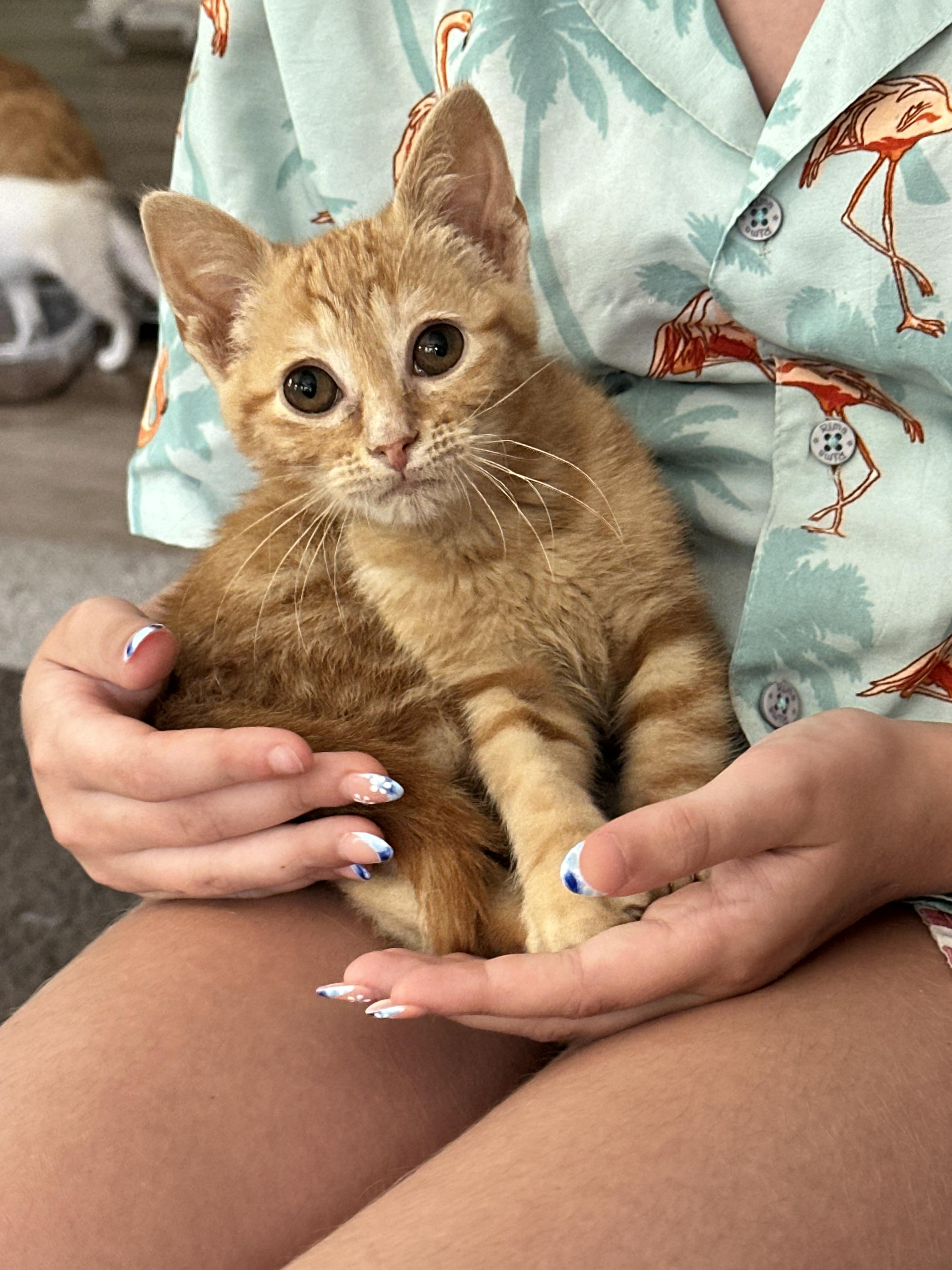 Enlarge Magnolia, a Adoptable Domestic Medium Hair in Ellington, MO image 5/6