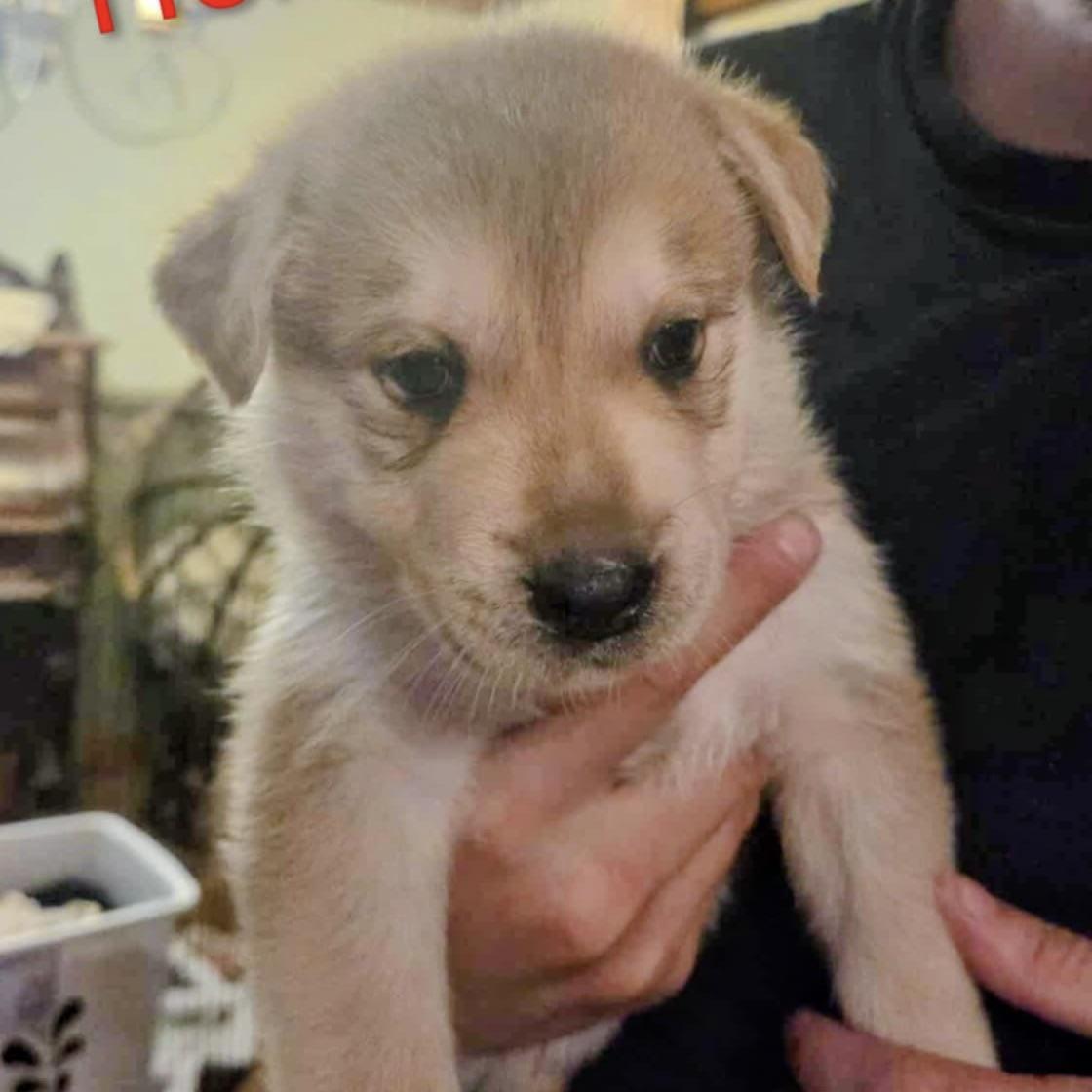 Helios (20251010-05)