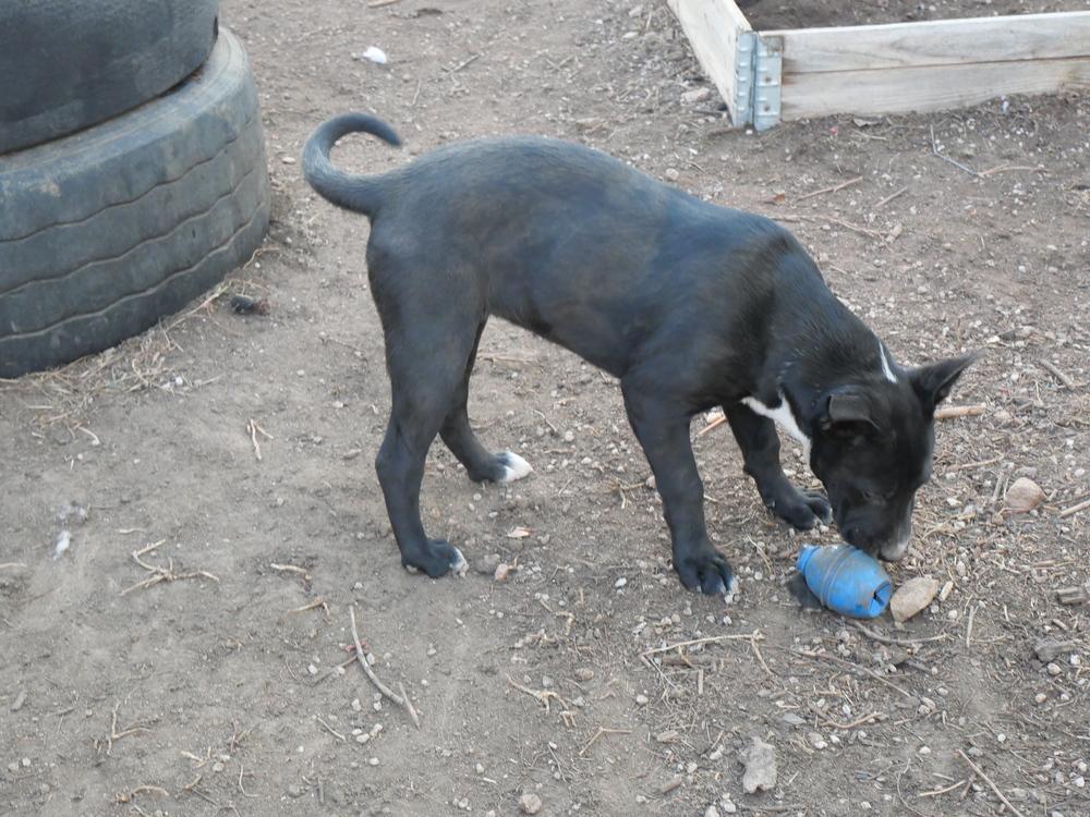 Rumi, a Adoptable mixed breed in Boulder, CO image 2/6