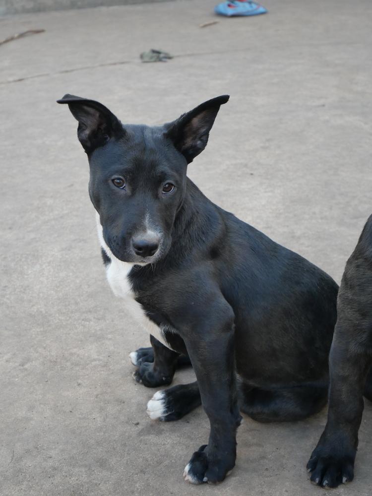 Rumi, a Adoptable mixed breed in Boulder, CO image 3/6