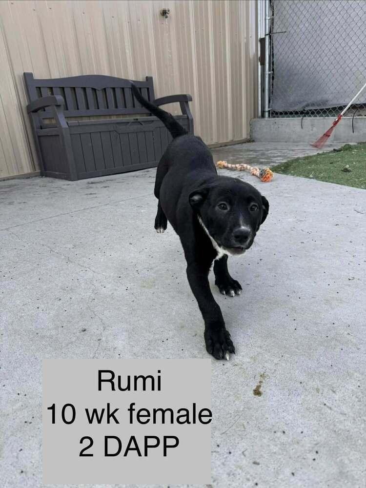 Rumi, Adoptable, Puppy Female Labrador Retriever.