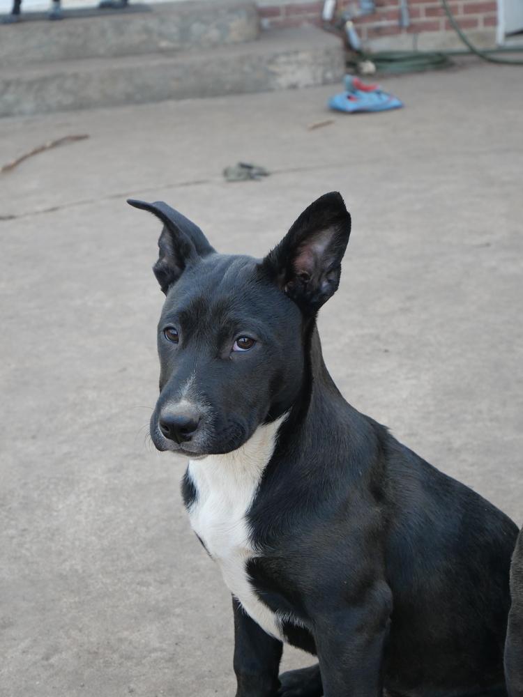Rumi, a Adoptable mixed breed in Boulder, CO image 1/6