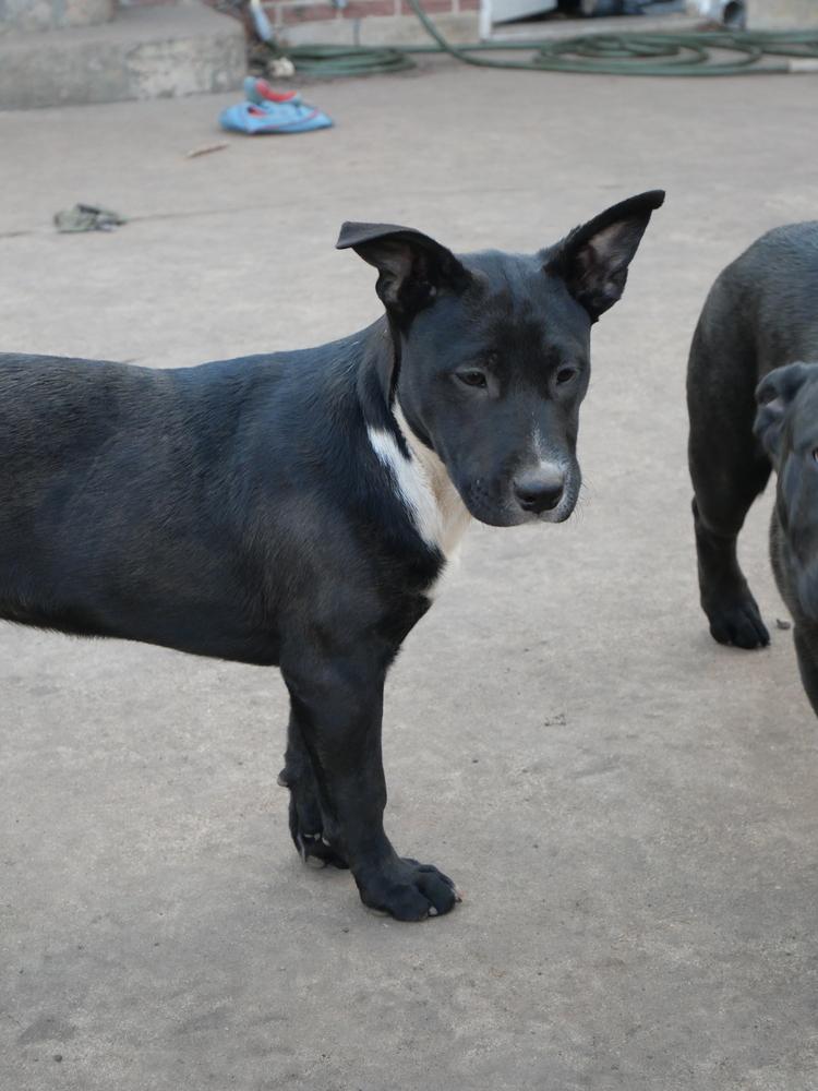 Rumi, a Adoptable mixed breed in Boulder, CO image 5/6