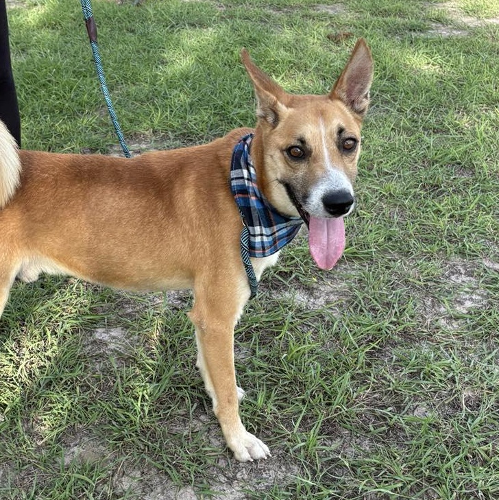 Flako — thumbnail 2