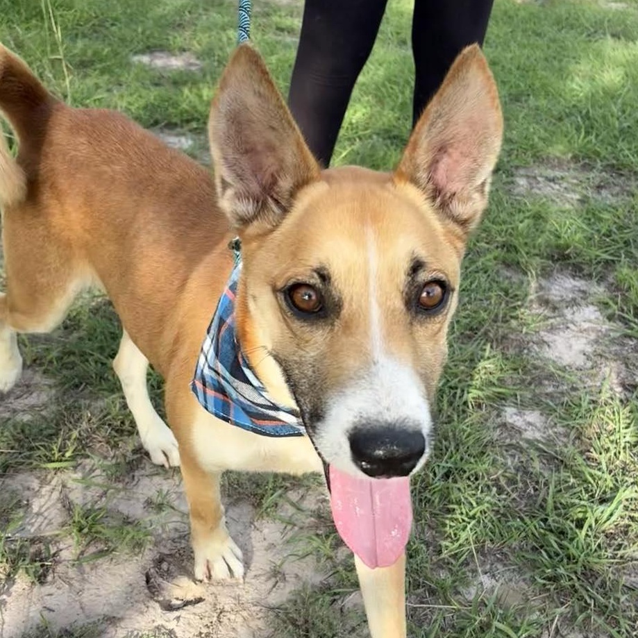 Flako — thumbnail 3