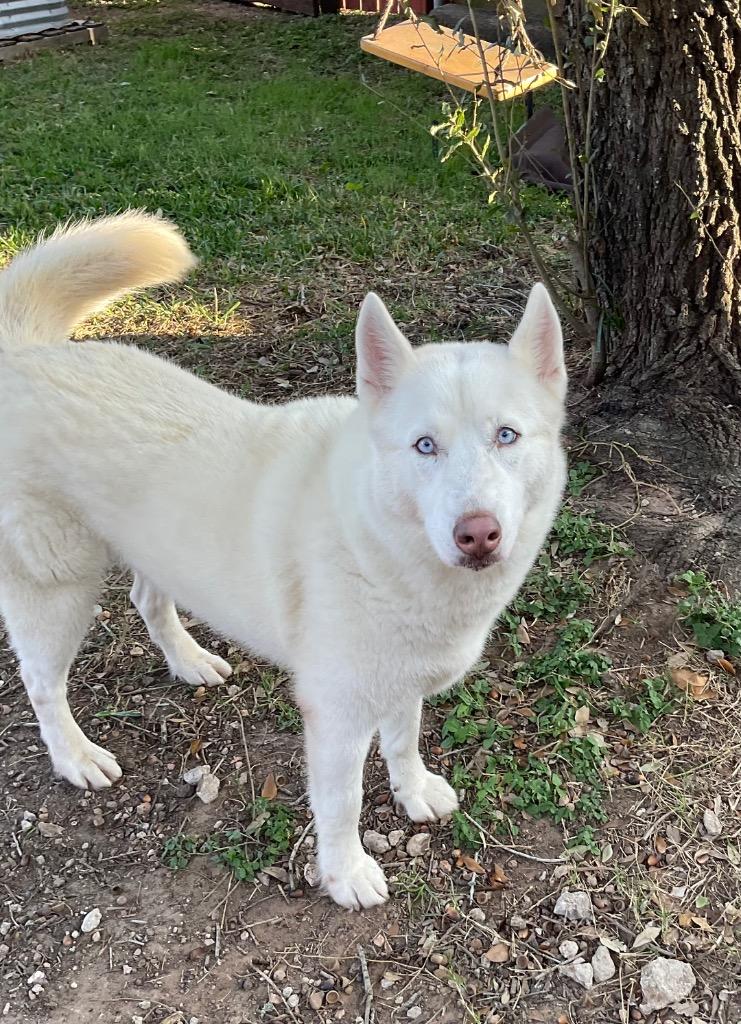 Lola, Adoptable, Adult Female Husky.