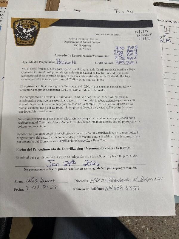 Hayden, a Adoptable Husky in Hobbs, NM image 2/3