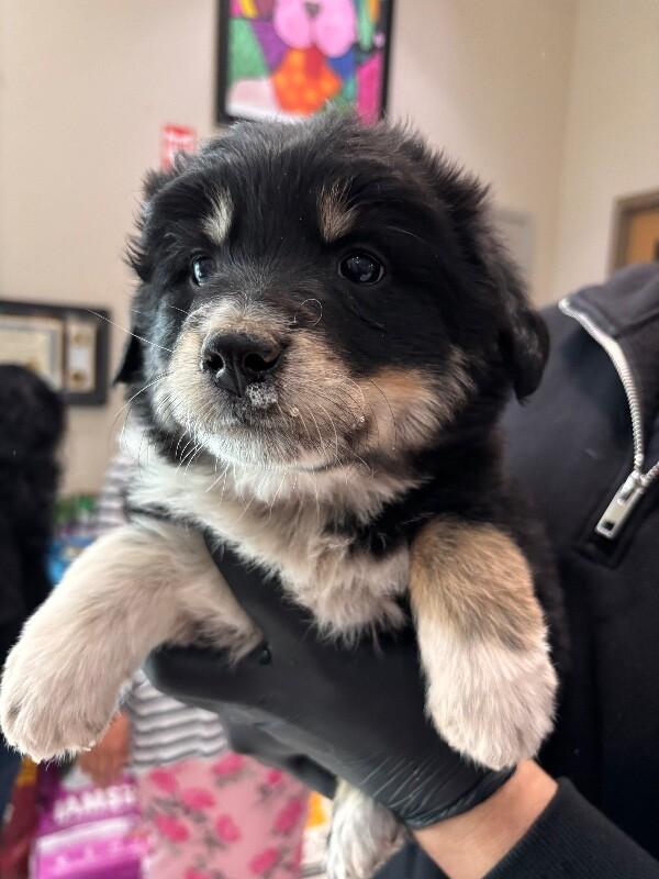 Hayden, a Adoptable Husky in Hobbs, NM image 3/3