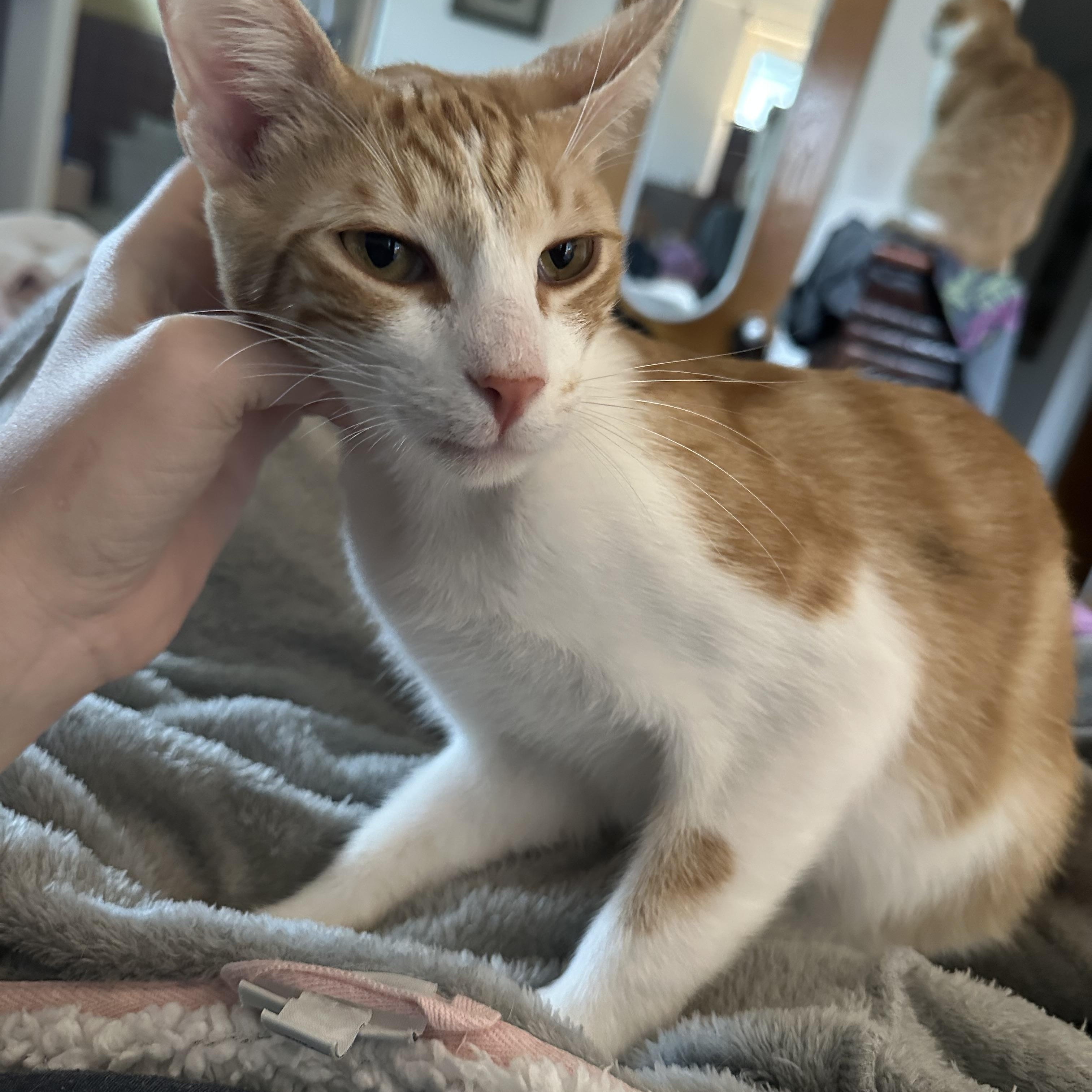 Enlarge Roger, a ADOPTABLE Domestic Short Hair in Corpus Christi, TX image 3/3