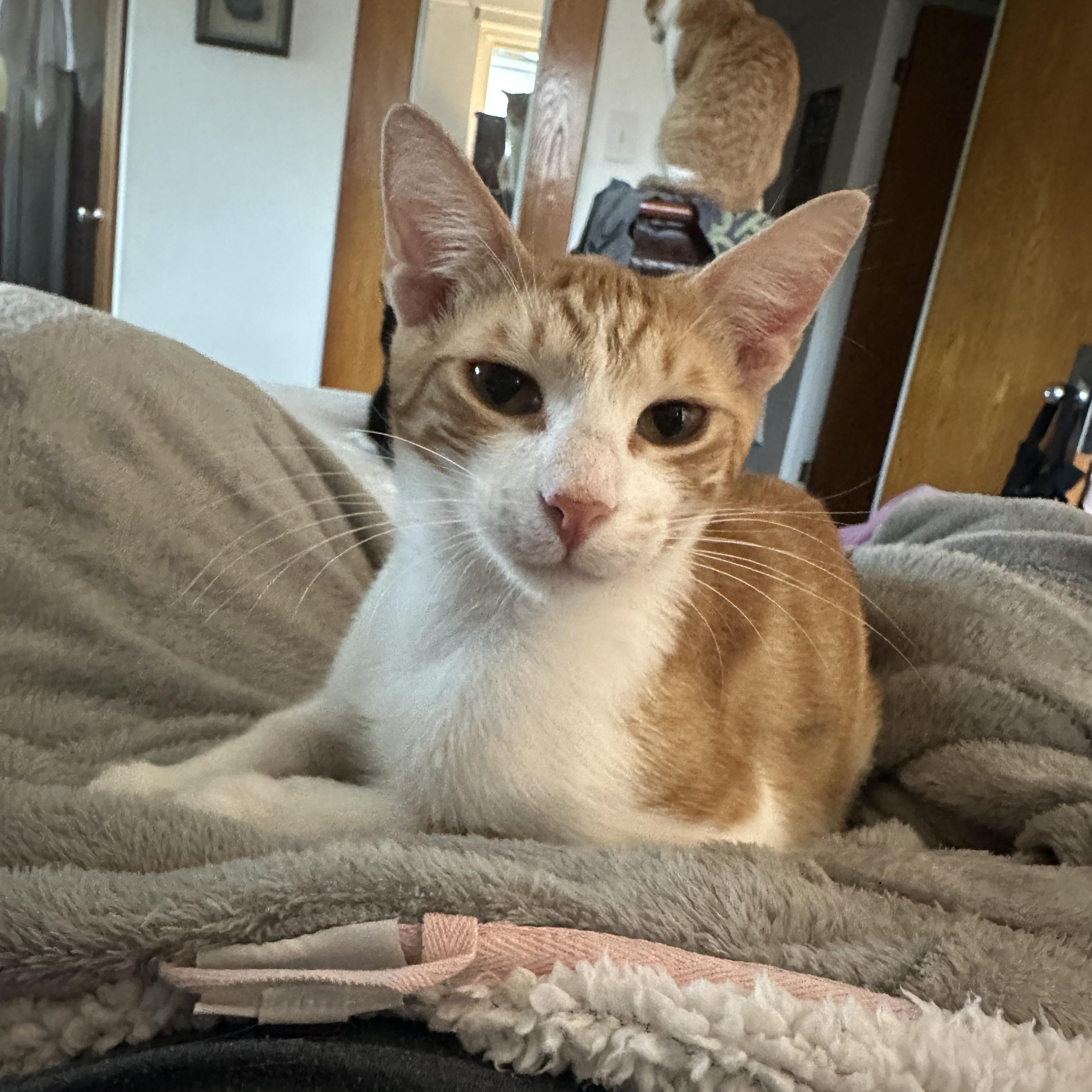 Roger, ADOPTABLE, Young Male Domestic Short Hair.