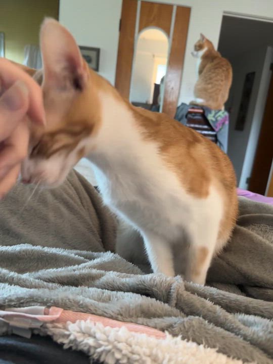 Enlarge Roger, a ADOPTABLE Domestic Short Hair in Corpus Christi, TX video 2/3