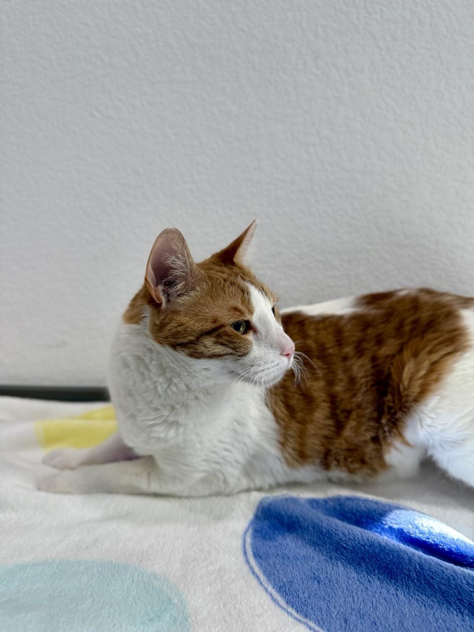 Enlarge Blaze, a ADOPTABLE Domestic Short Hair in Las Vegas, NV image 3/3