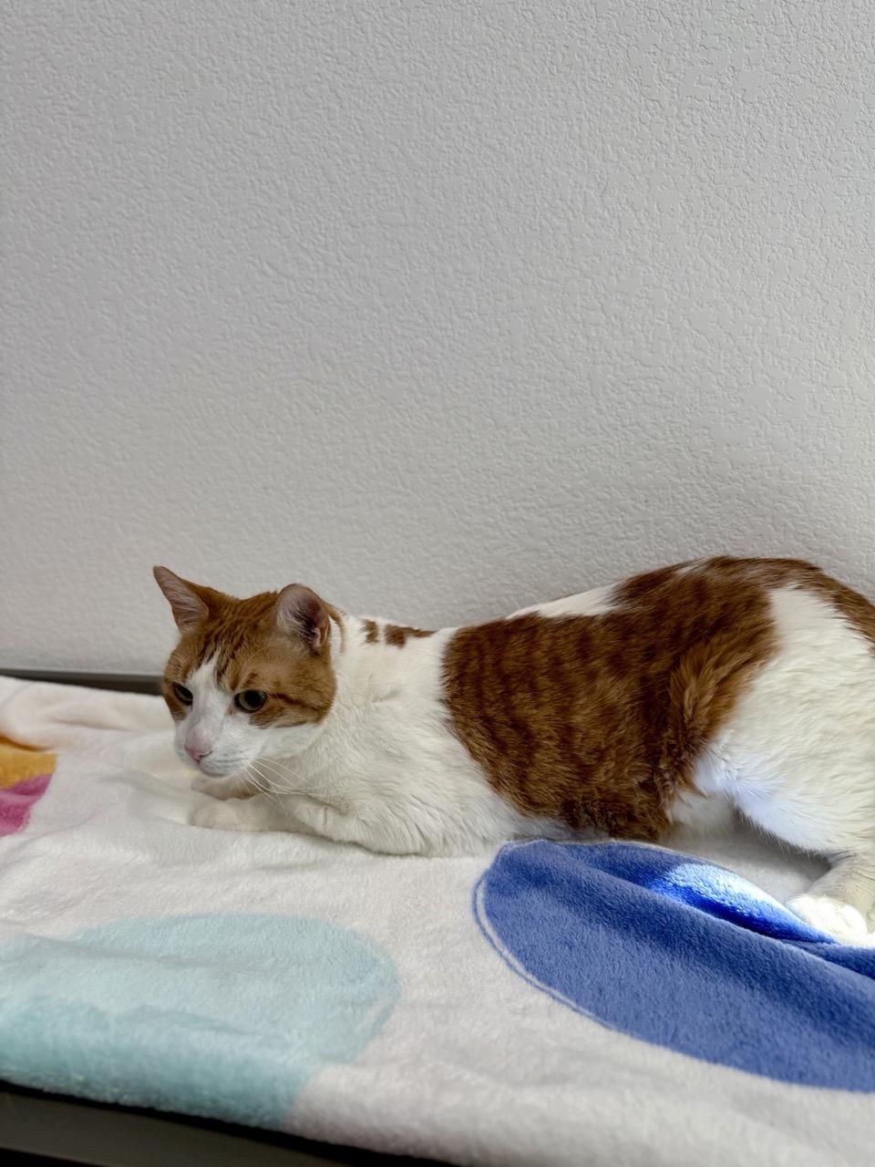 Enlarge Blaze, a ADOPTABLE Domestic Short Hair in Las Vegas, NV image 2/3