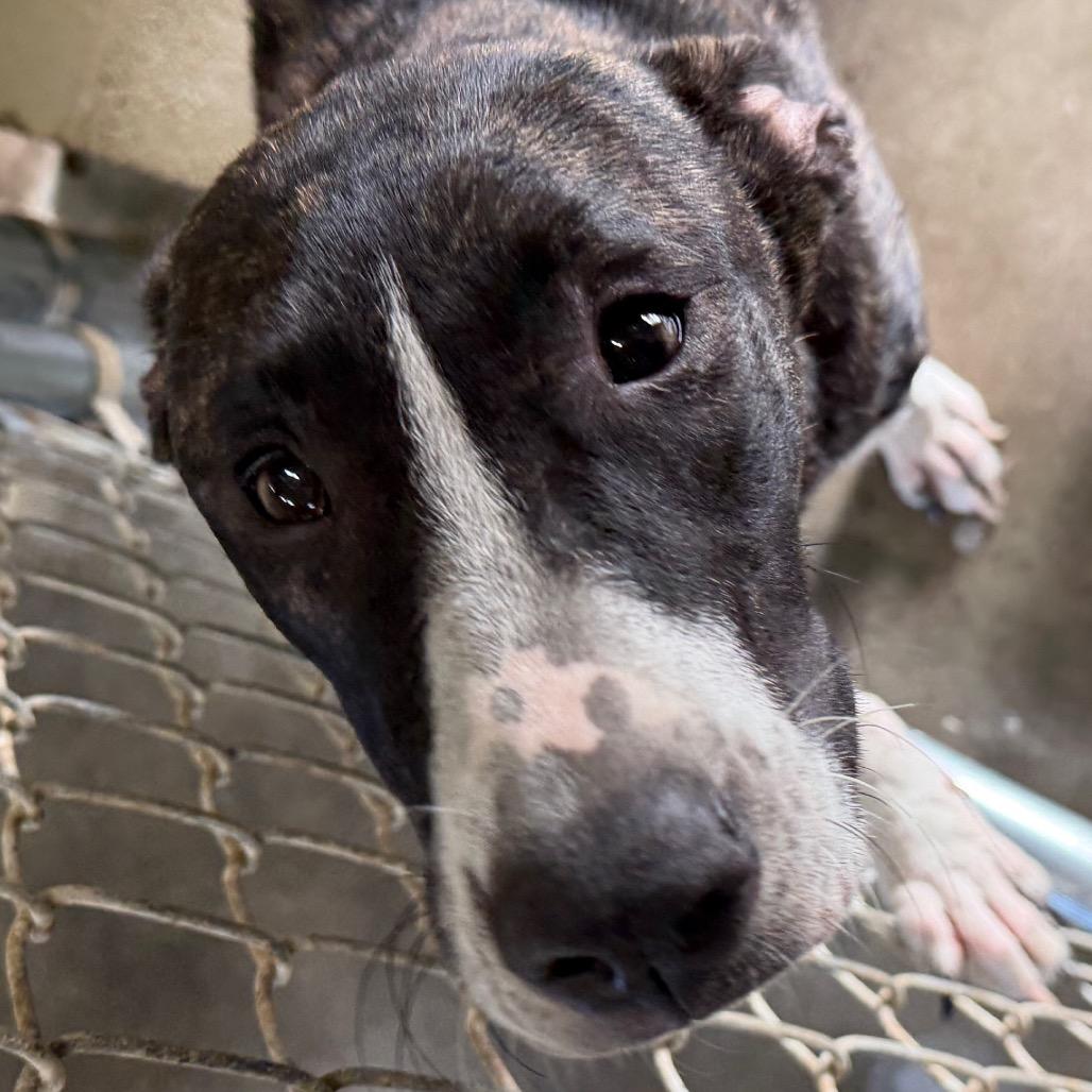 Enlarge Simba, a Adoptable mixed breed in Bronson, FL image 2/2